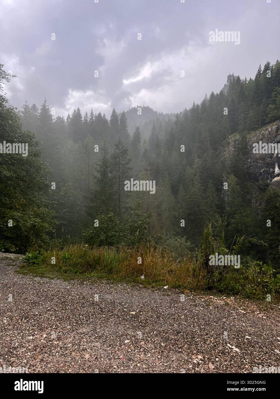 Misty forest by a mountain lake on a rainy day. Scenic landscape with fog, trees and calm water reflecting the moody weather - Smartphone Captured Stock Image