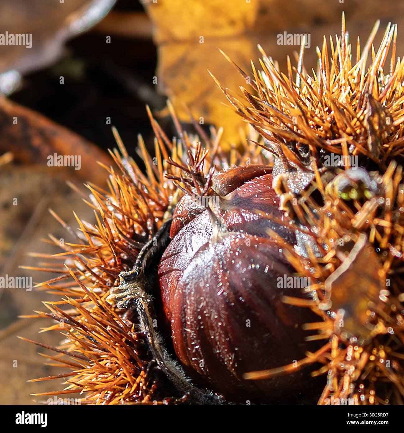 Sweet Chestnut in its Shell Stock Photo - Alamy