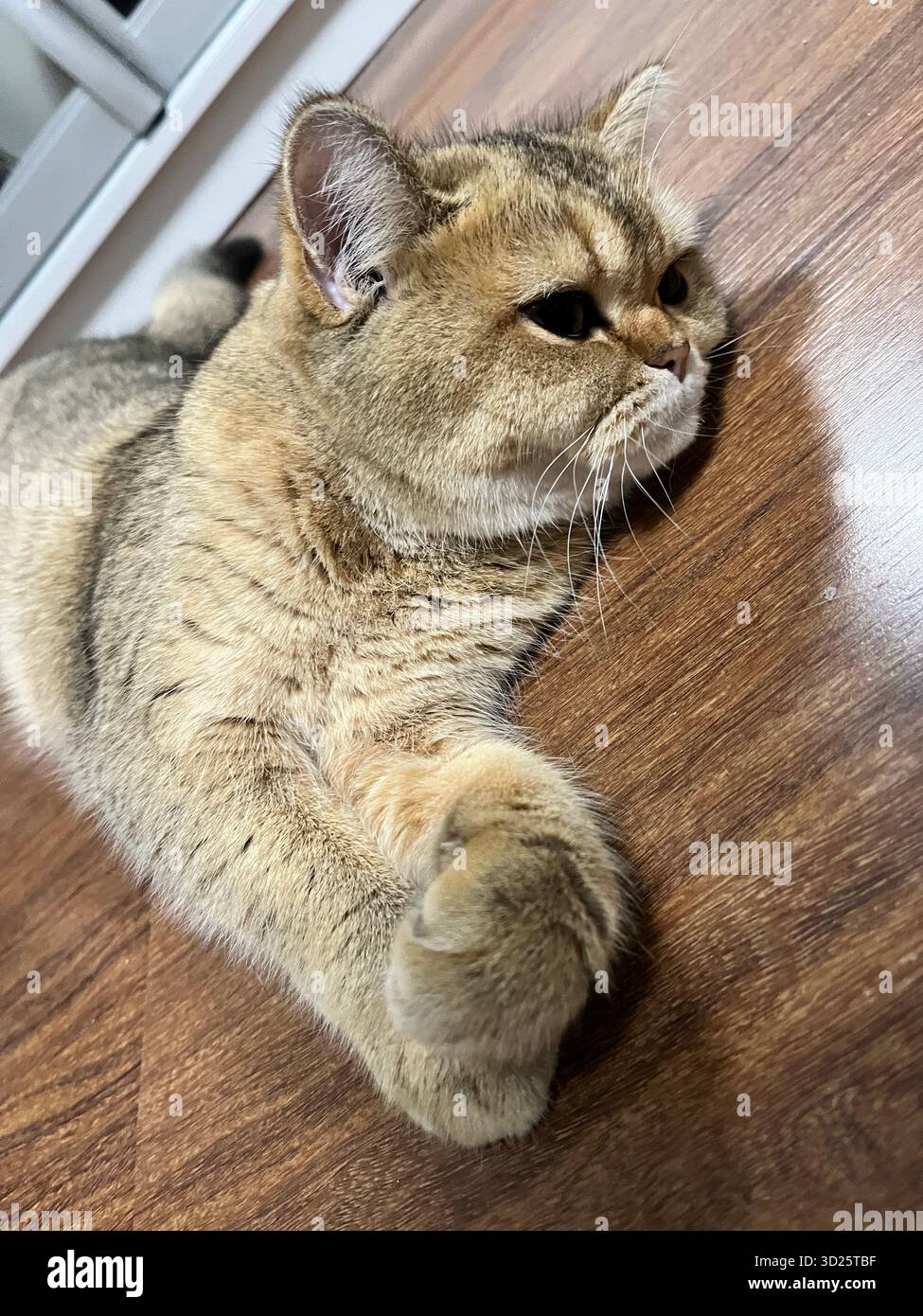 @tatyanasuworowa - Smartphone Captured Stock Image