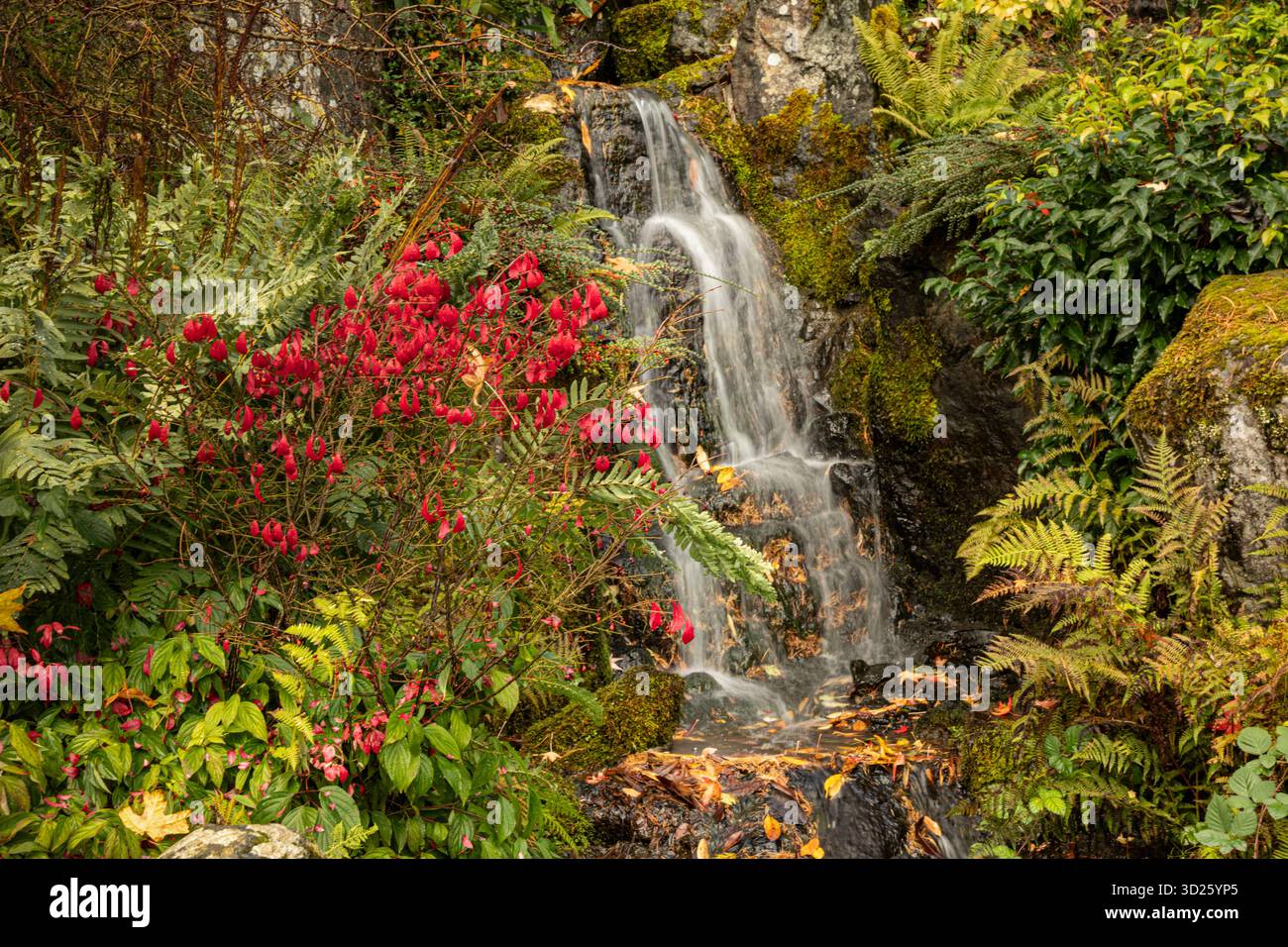 WA28694-00...WASHINGTON - Small waterfall at Kubota Garden, a Seattle City Park. Stock Photo