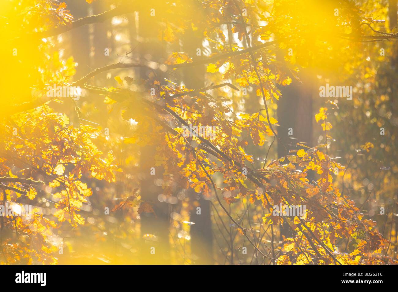 A beautiful golden autumn scenery in the forest with blurry leaves in ...