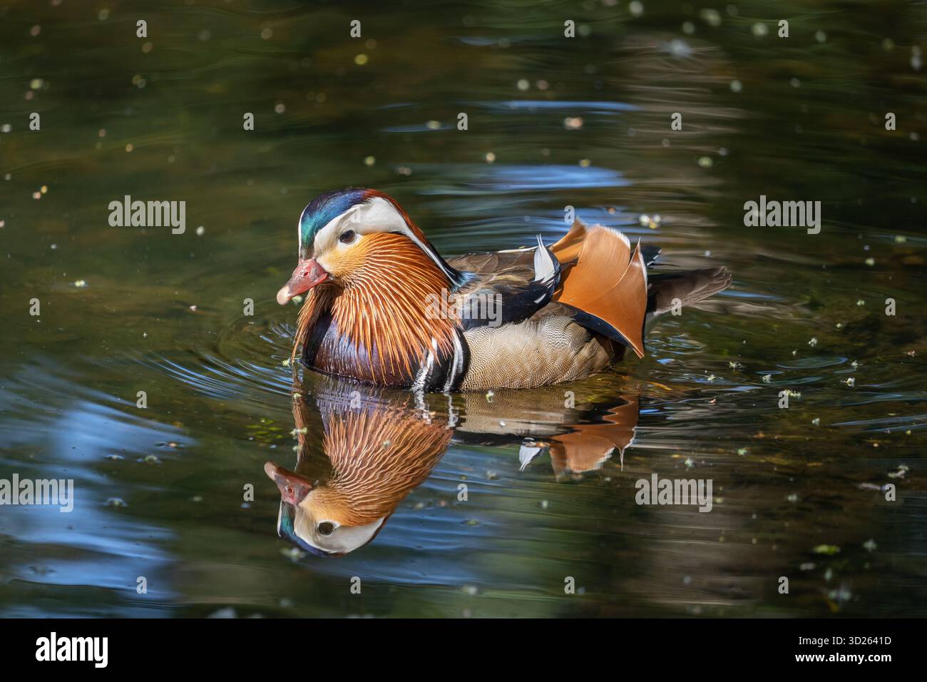 The mandarin duck (Aix galericulata) male swimming in the lake ...