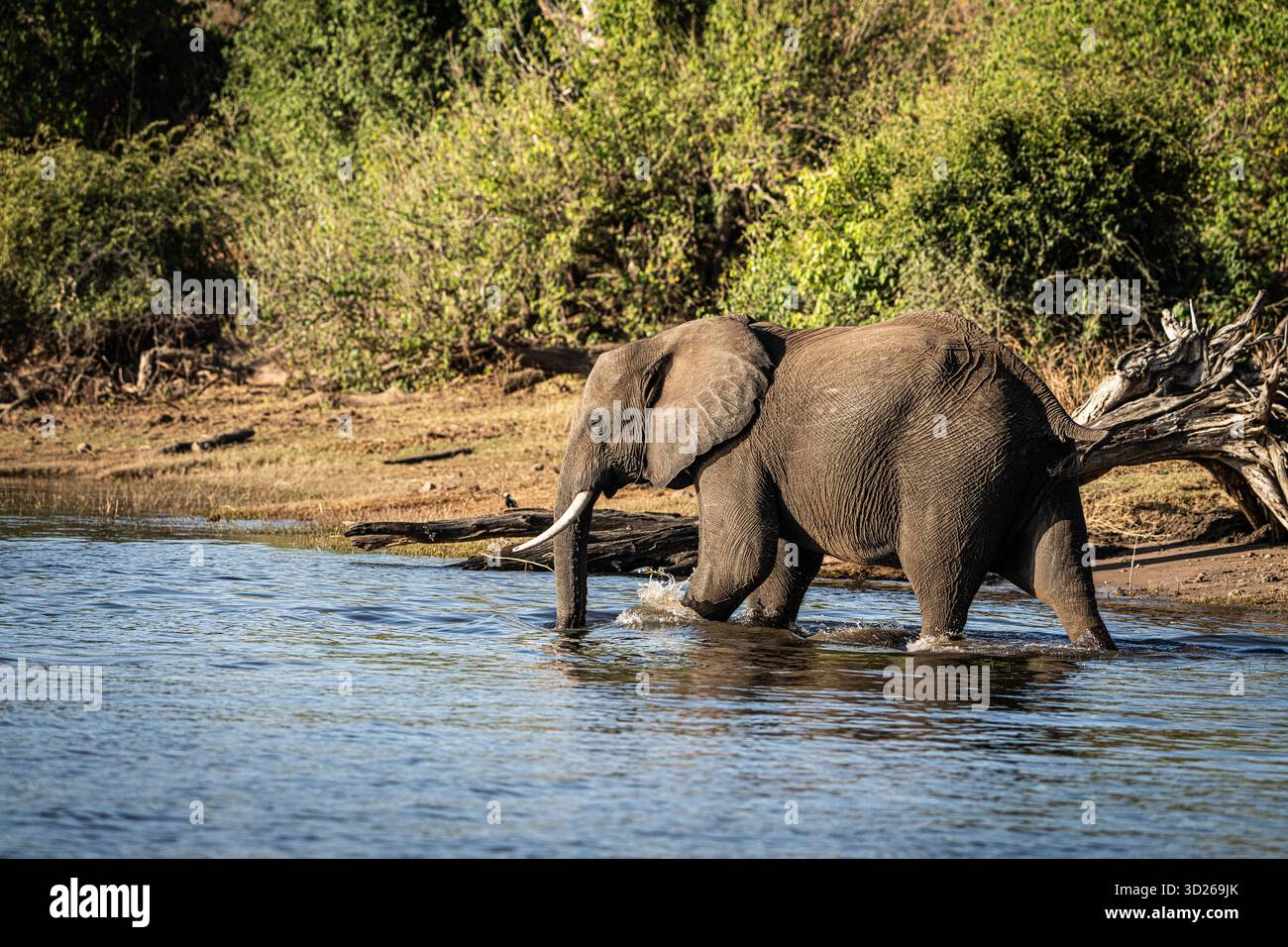 African Elephant(s) (Loxodonta africana) near Chobe River in Botswana, Africa. It is the largest living terrestrial animal in the world. Stock Photo