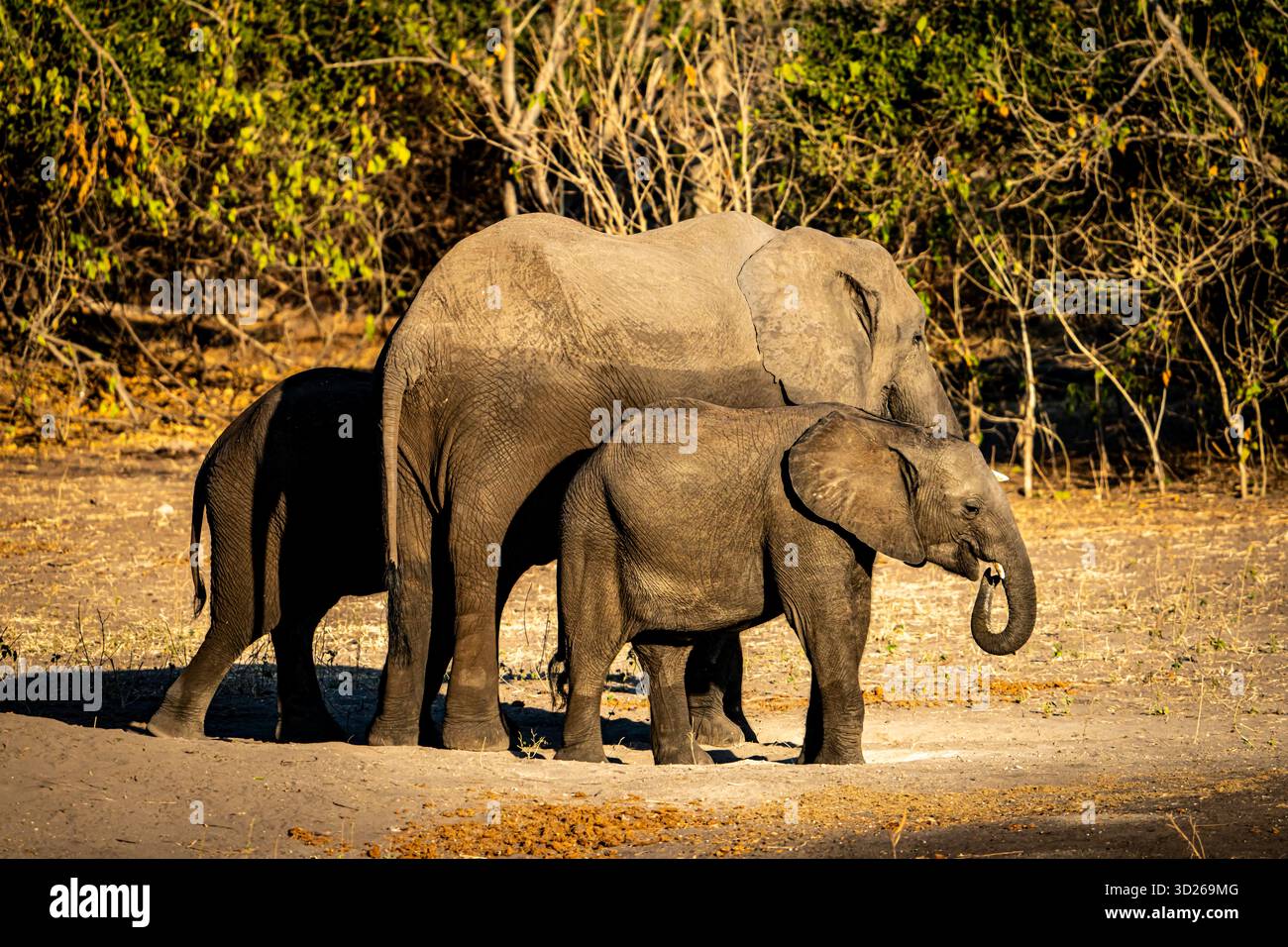 African Elephant(s) (Loxodonta africana) near Chobe River in Botswana, Africa. It is the largest living terrestrial animal in the world. Stock Photo