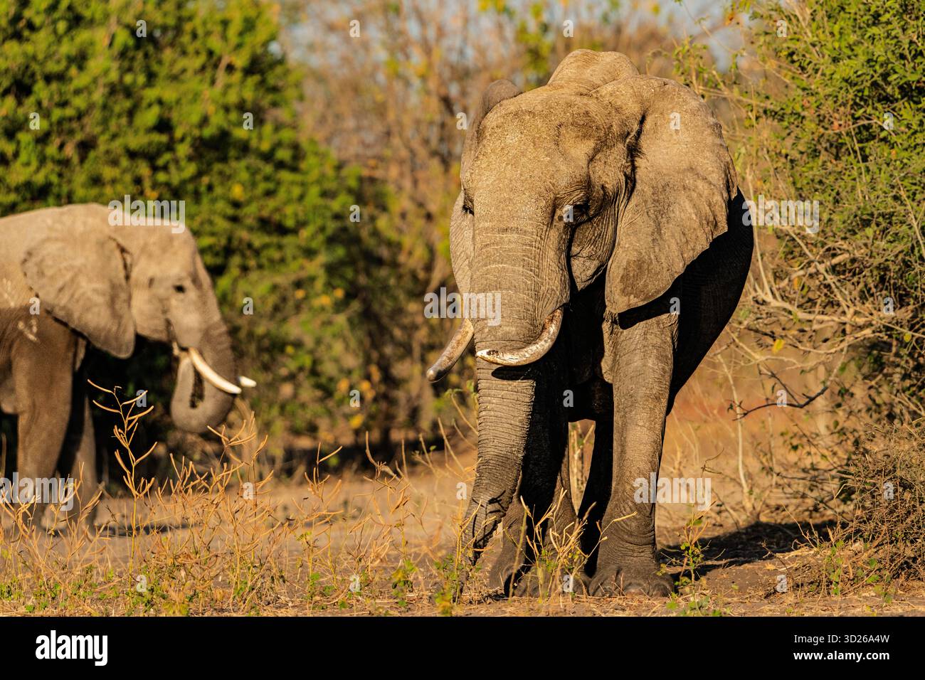 African Elephant(s) (Loxodonta africana) near Chobe River in Botswana, Africa. It is the largest living terrestrial animal in the world. Stock Photo