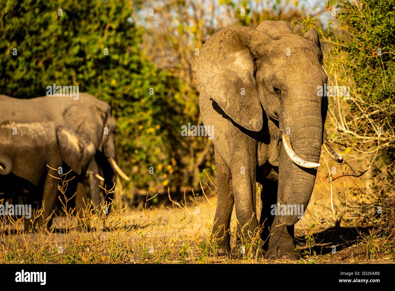 African Elephant(s) (Loxodonta africana) near Chobe River in Botswana, Africa. It is the largest living terrestrial animal in the world. Stock Photo