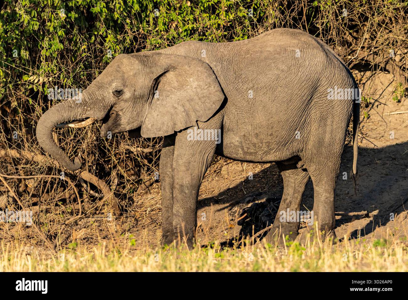 African Elephant(s) (Loxodonta africana) near Chobe River in Botswana, Africa. It is the largest living terrestrial animal in the world. Stock Photo