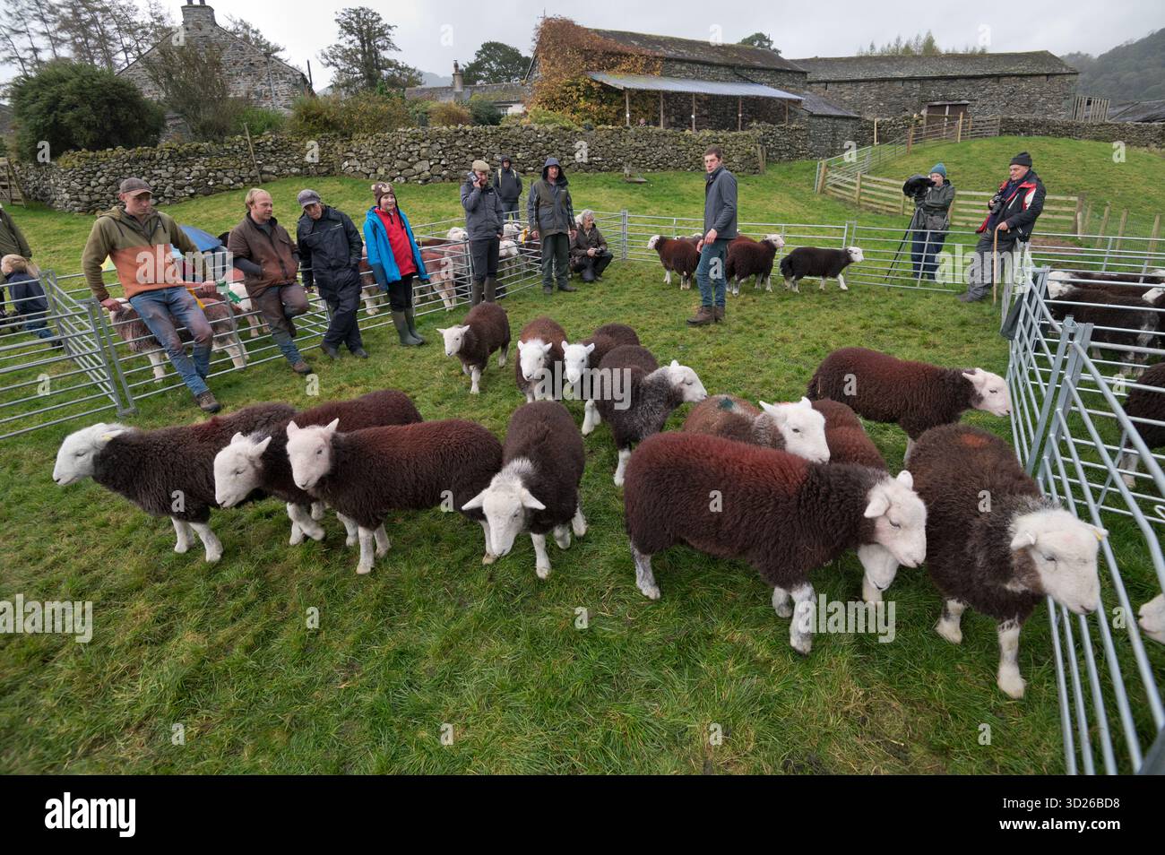 Herdwick ewes being judged, Borrowdale Shepherds Meet, Rosthwaite, Cumbria, UK Stock Photo