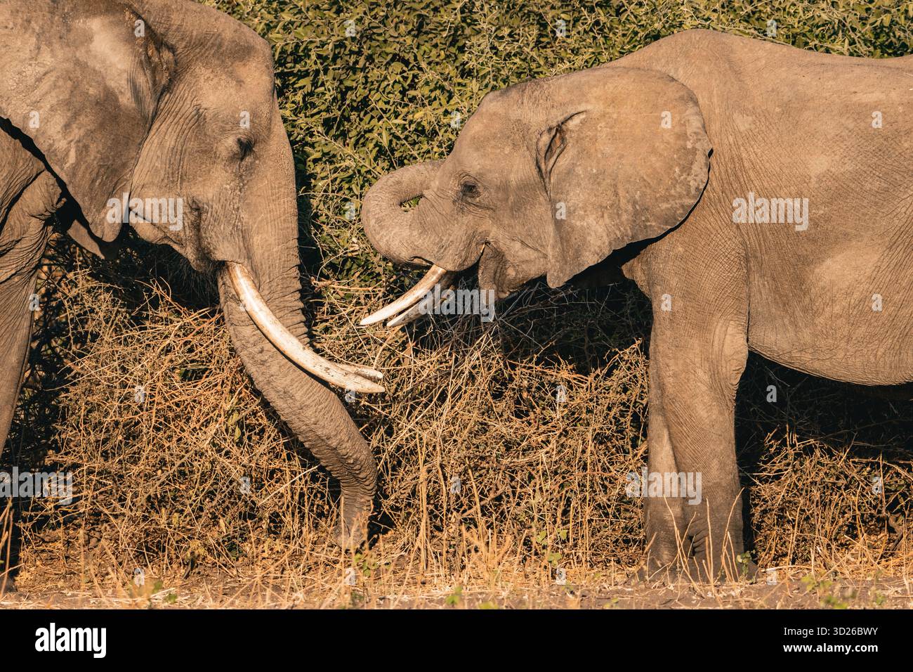 African Elephant(s) (Loxodonta africana) near Chobe River in Botswana, Africa. It is the largest living terrestrial animal in the world. Stock Photo