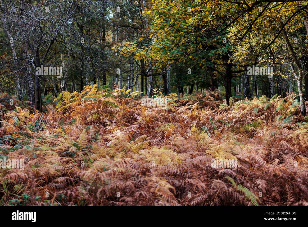 Egham, UK. 30th October, 2025. Ferns in autumnal colours are pictured in Windsor Great Park. A prolonged period of sunshine in the summer followed by Stock Photo