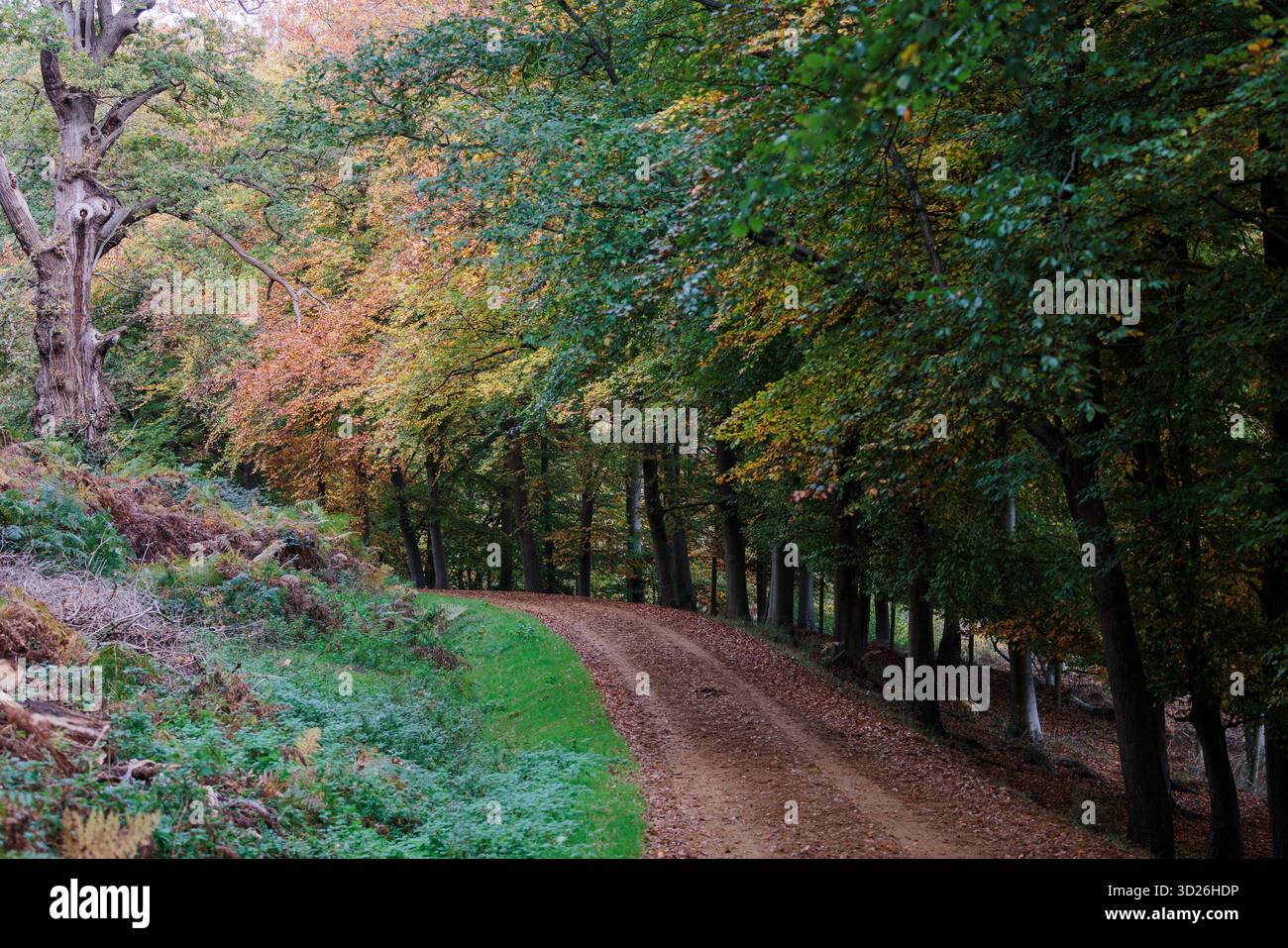 Egham, UK. 30th October, 2025. Autumnal colours are on display alongside a riding track in Windsor Great Park. A prolonged period of sunshine in the s Stock Photo