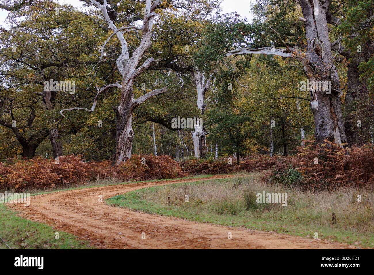 Egham, UK. 30th October, 2025. Early autumnal colours are on display alongside a riding track in Windsor Great Park. A prolonged period of sunshine in Stock Photo