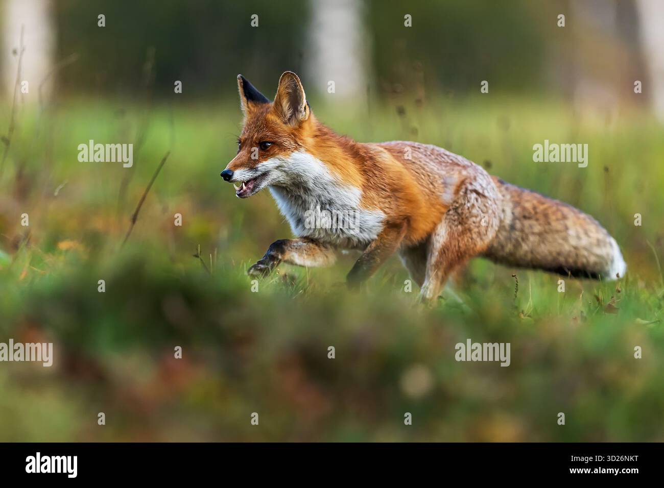 Fox Runnin red fox (Vulpes vulpes) running through the meadow Stock Photo - Alamy