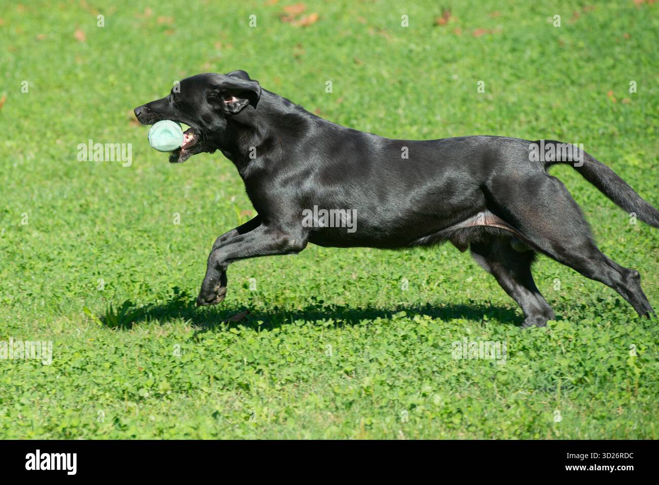 Black Labrador Retriever Retrieving Bumper Toy Stock Photo