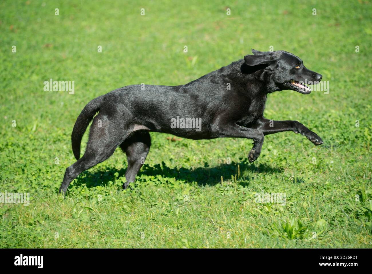 Black Labrador Retriever Running on Green Grass Stock Photo