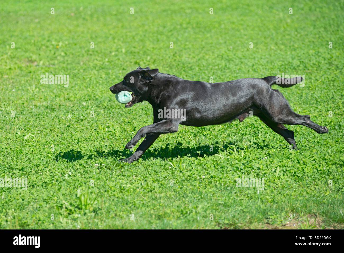 Black Labrador Retriever Retrieving Bumper Toy Stock Photo