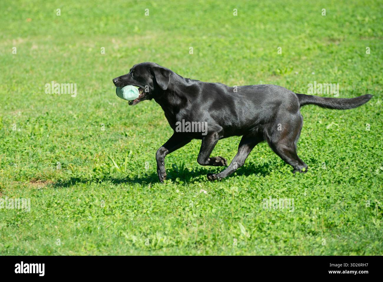 Black Labrador Retriever Retrieving Bumper Toy Stock Photo