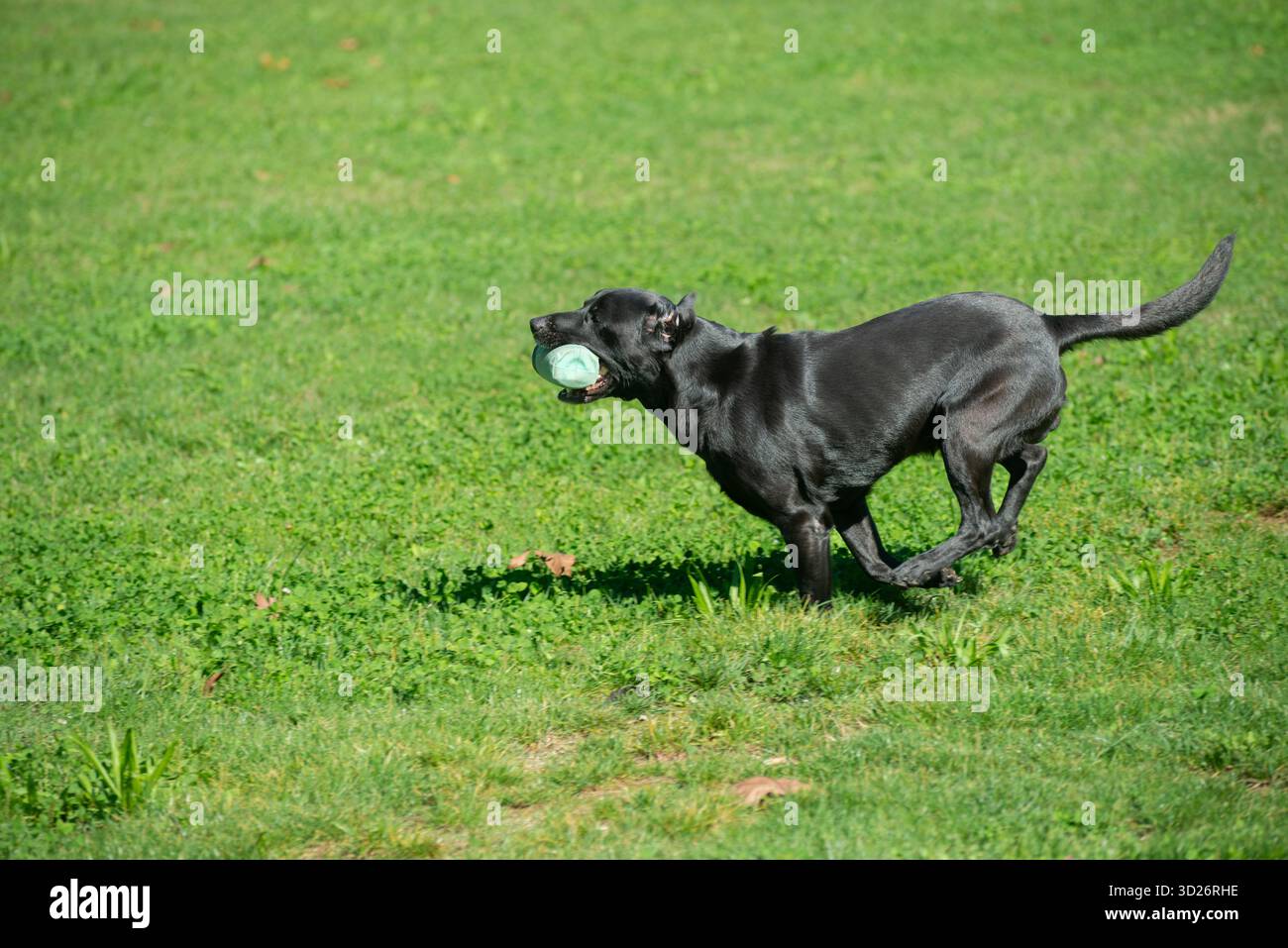 Black Labrador Retriever Retrieving Bumper Toy Stock Photo