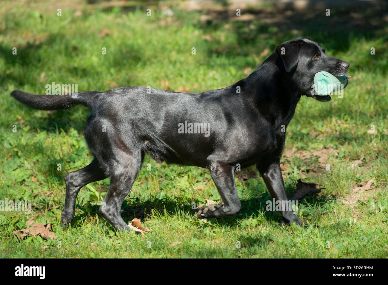 Black Labrador Retriever Retrieving Bumper Toy Stock Photo