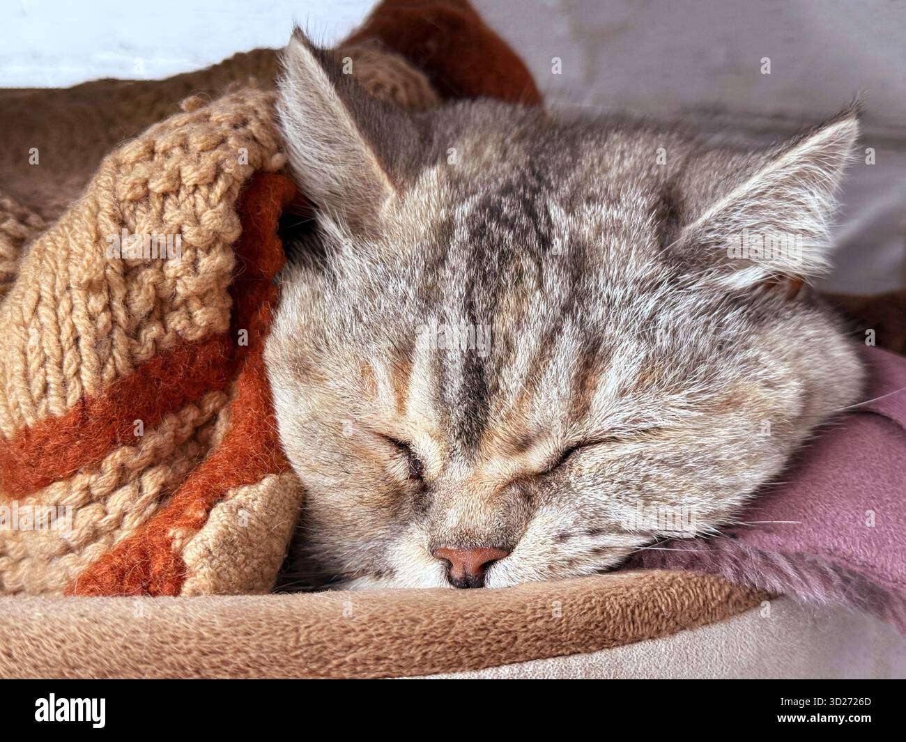 Cute sleeping cat under the blanket Stock Photo
