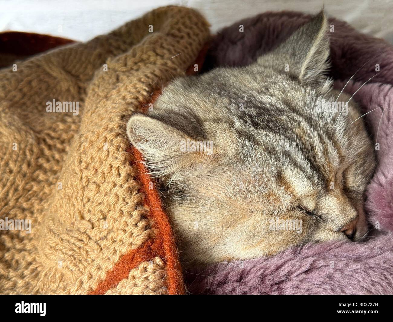 Cute cat sleeping under blanket. Stock Photo