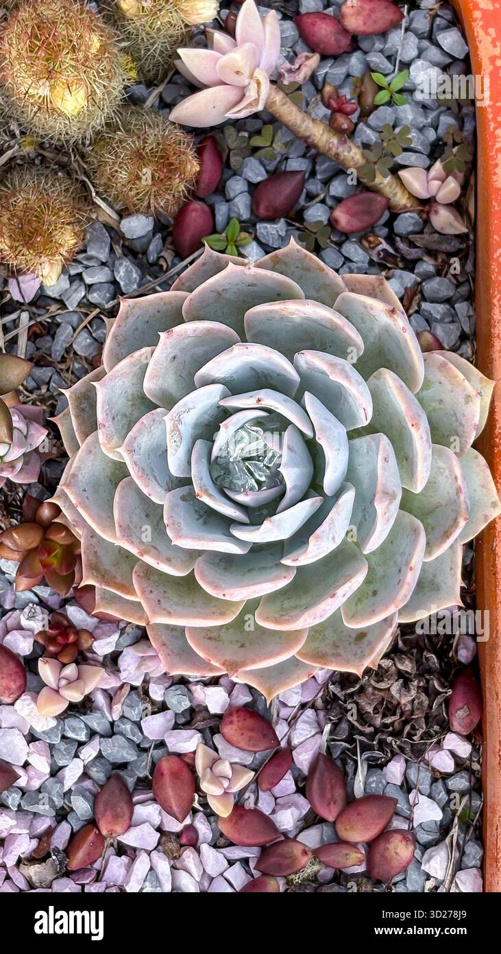 potted plants cheap Popular Houseplant 6-pack: Easy Plant Variety Pack  Cute & Unique Plants