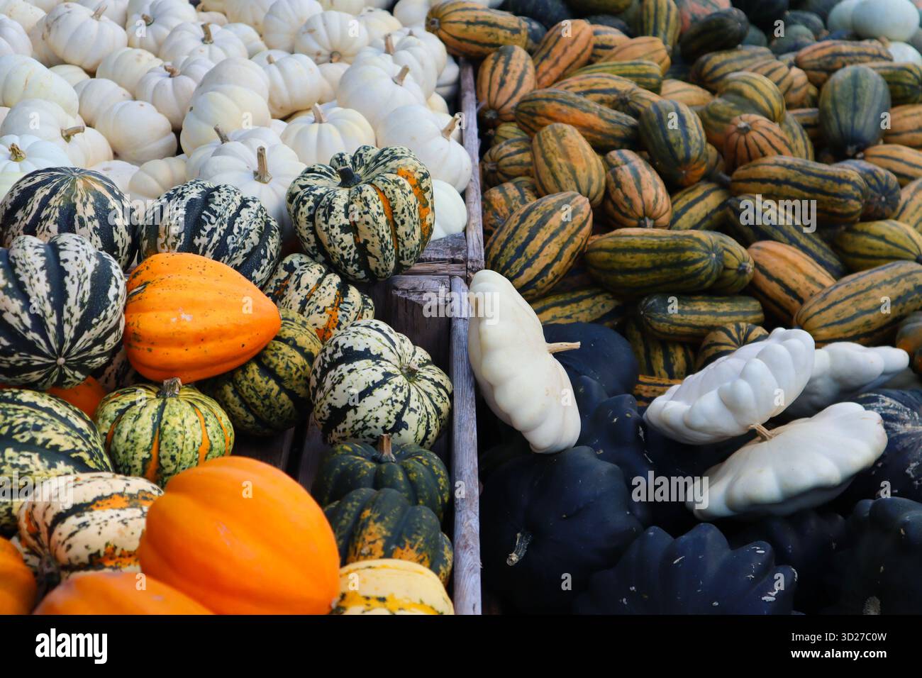Autumn Market Stalls with Pumpkins and Winter Squash Stock Photo
