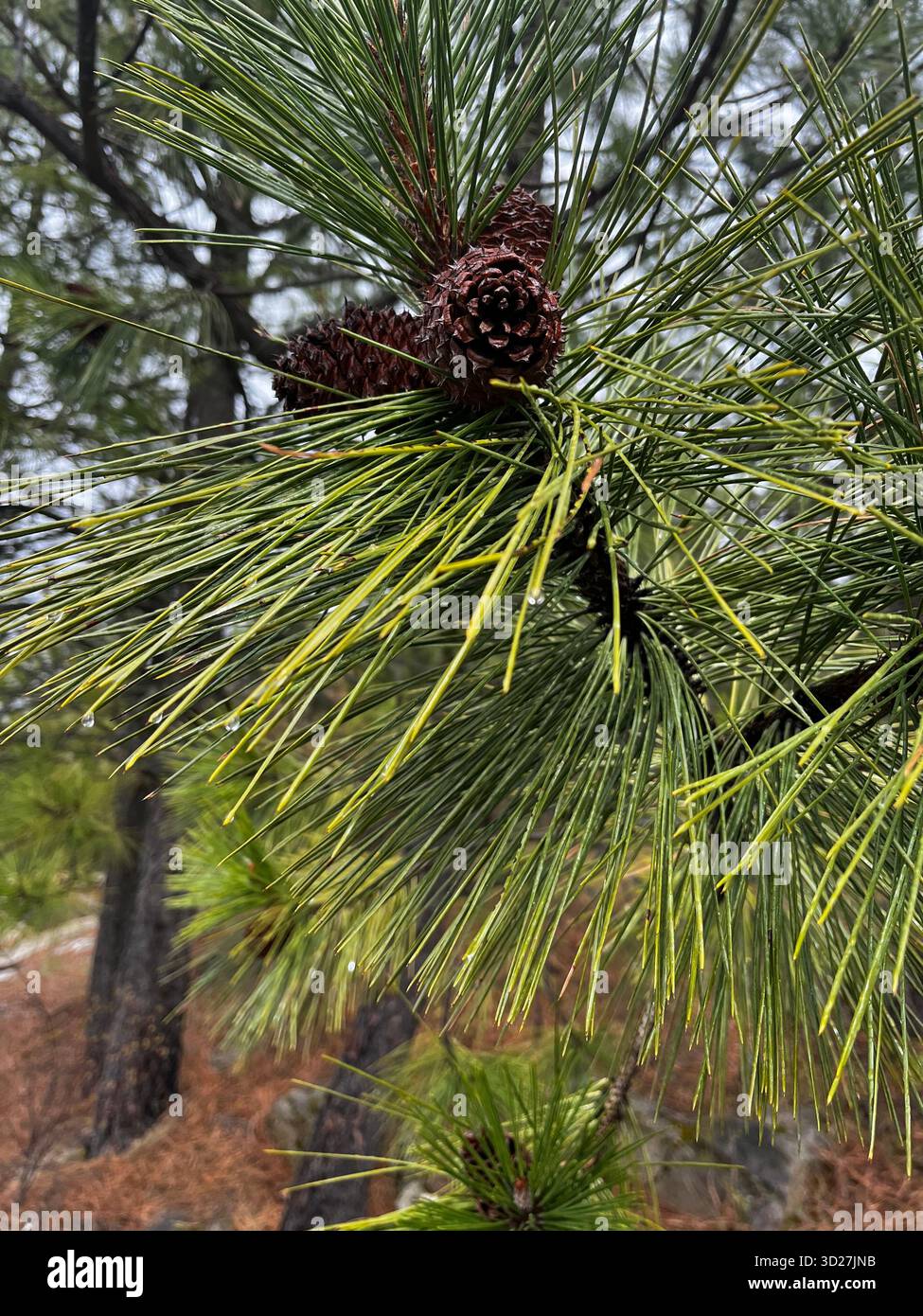 Pine branch with cones and raindrops after rain in the forest - Smartphone Captured Stock Image