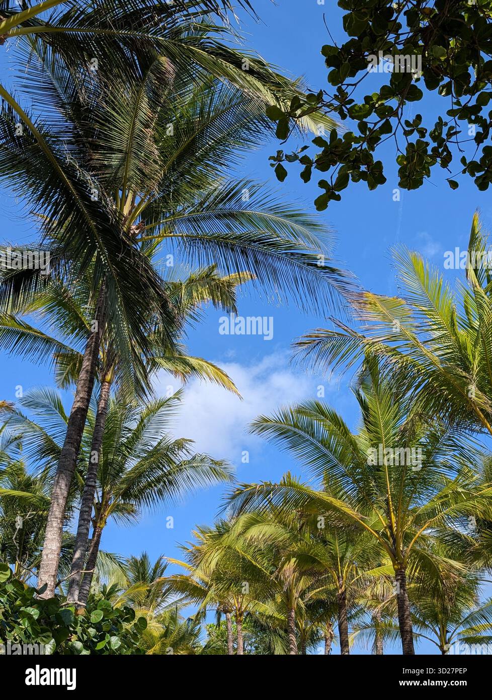 Palm trees - Smartphone Captured Stock Image