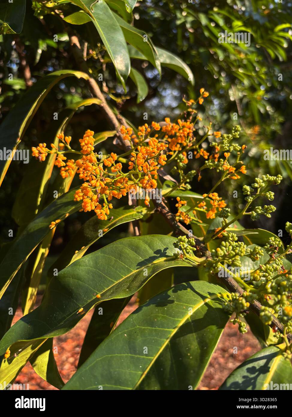 Flowering Cape Nutmeg (Horsfieldia australiana), endemic to Cape York and the NT, Cairns, Australia - Smartphone Captured Stock Image