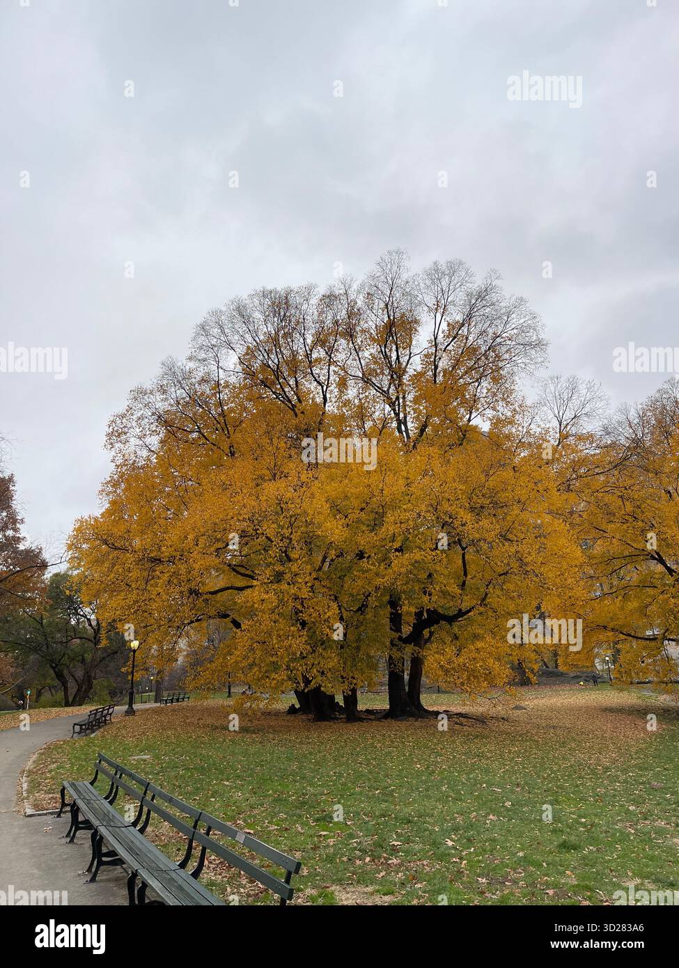 Autumn trees in Central Park, NYC — a symphony of colors painting nature’s masterpiece in the heart of the city. - Smartphone Captured Stock Image