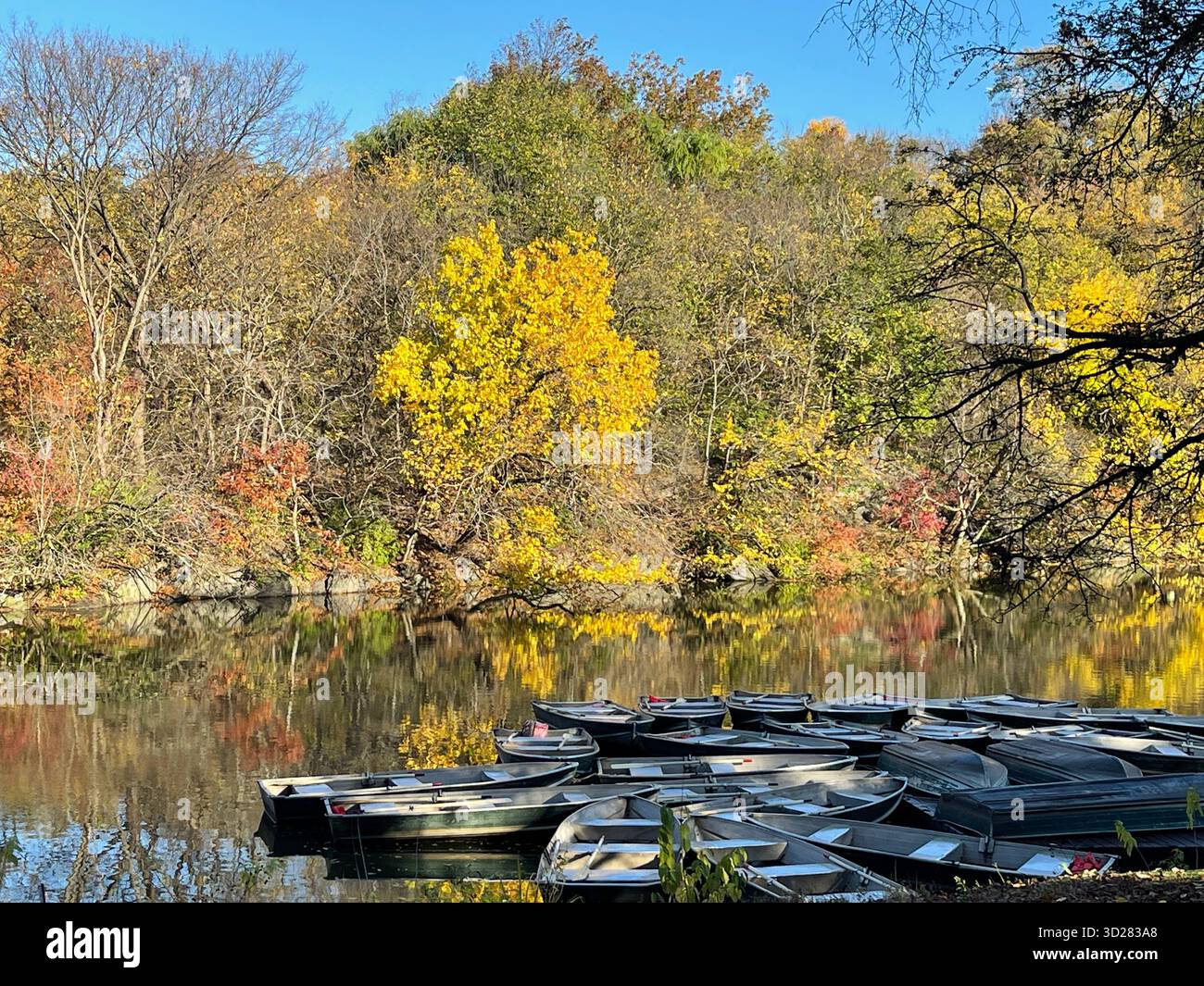 Autumn trees in Central Park, NYC — a symphony of colors painting nature’s masterpiece in the heart of the city. - Smartphone Captured Stock Image