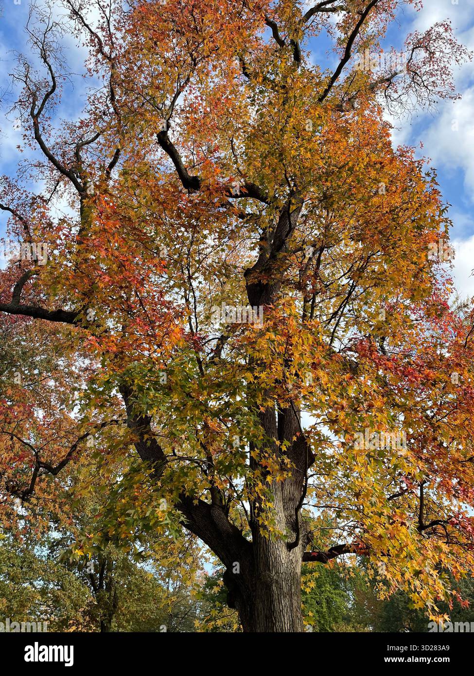 Autumn trees in Central Park, NYC — a symphony of colors painting nature’s masterpiece in the heart of the city. - Smartphone Captured Stock Image