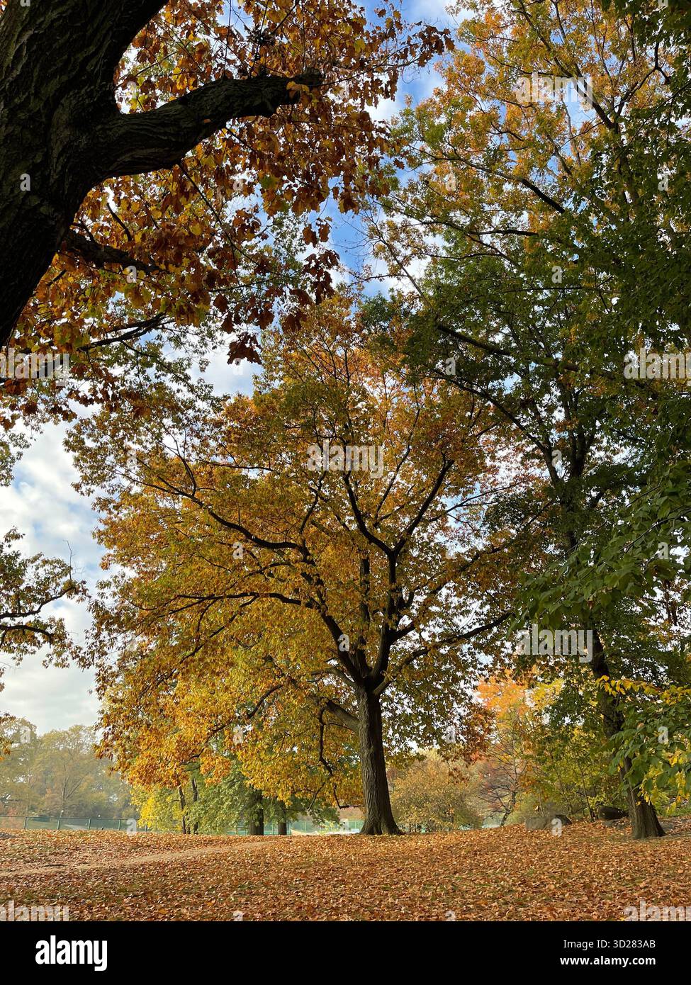 Autumn trees in Central Park, NYC — a symphony of colors painting nature’s masterpiece in the heart of the city. - Smartphone Captured Stock Image