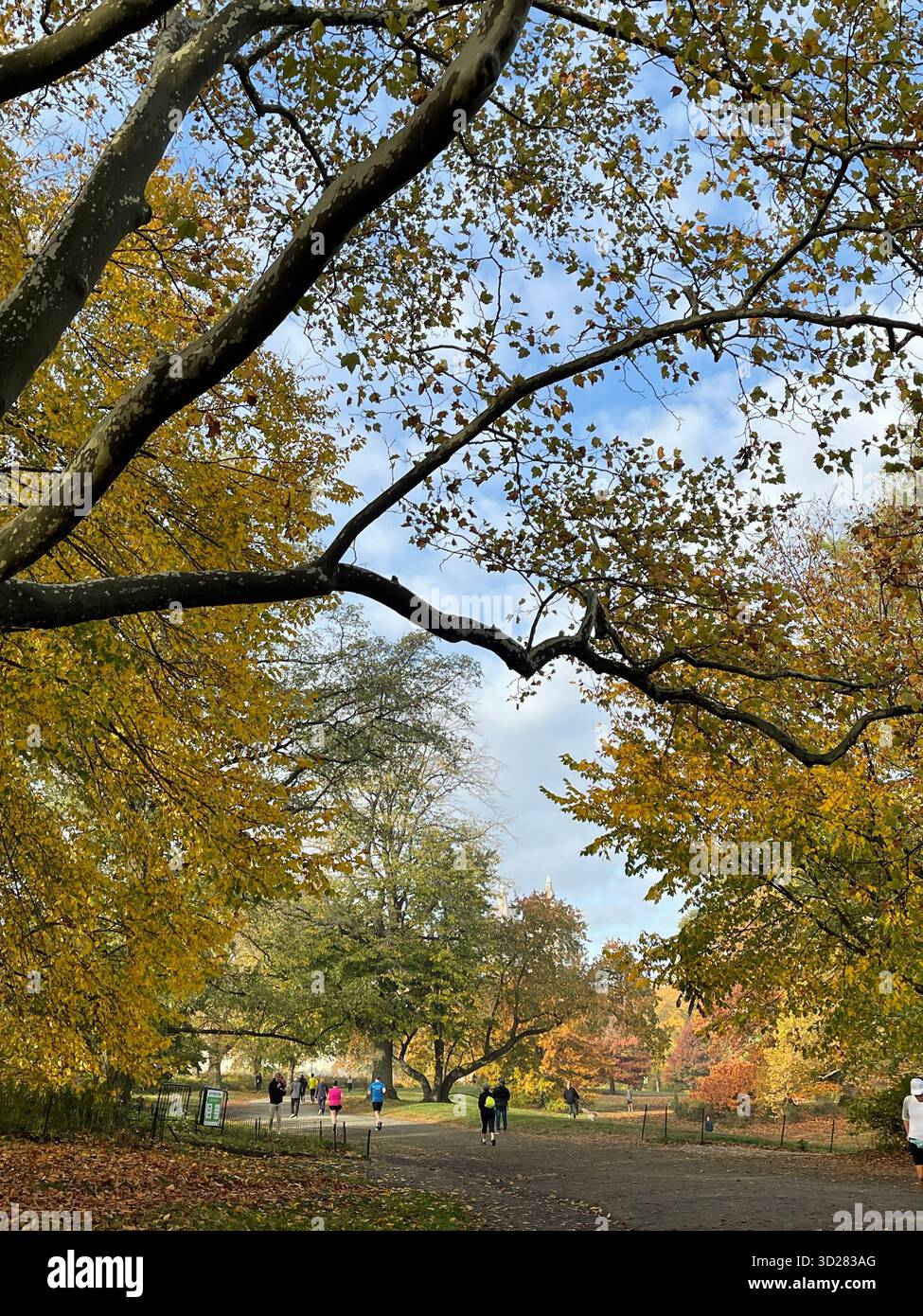Autumn trees in Central Park, NYC — a symphony of colors painting nature’s masterpiece in the heart of the city. - Smartphone Captured Stock Image
