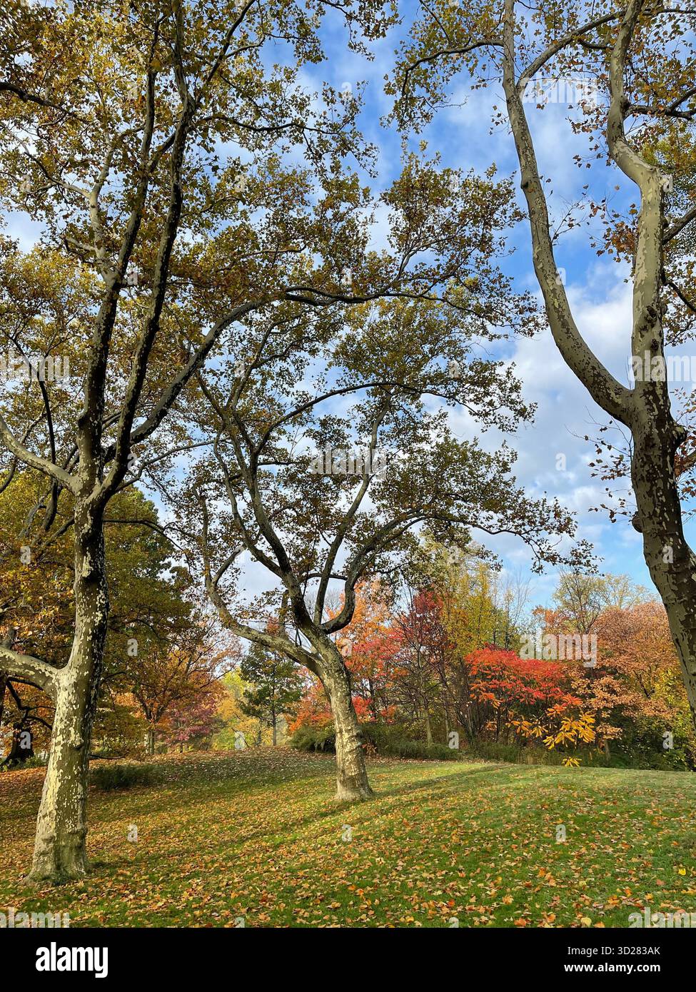 Autumn trees in Central Park, NYC — a symphony of colors painting nature’s masterpiece in the heart of the city. - Smartphone Captured Stock Image
