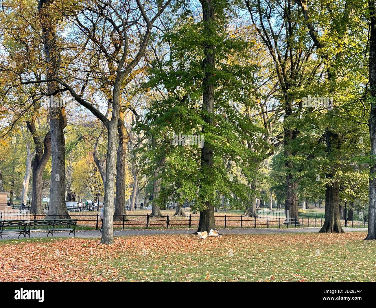 Autumn trees in Central Park, NYC — a symphony of colors painting nature’s masterpiece in the heart of the city. - Smartphone Captured Stock Image