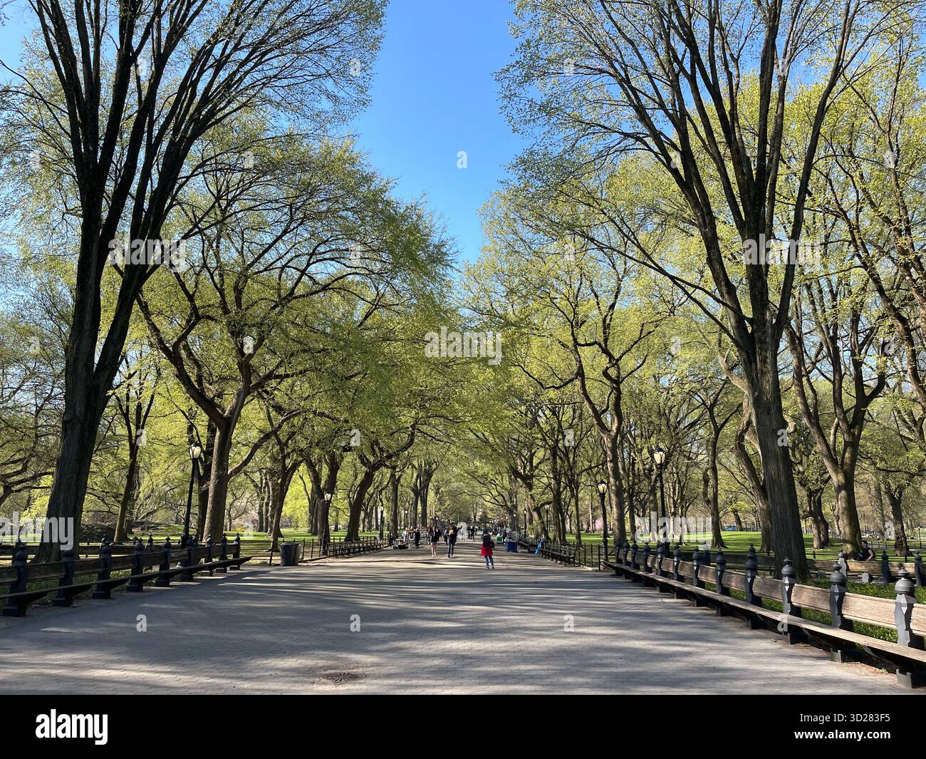 The Mall, Central Park NYC — a majestic promenade lined with trees, glowing with beauty through the changing seasons. - Smartphone Captured Stock Image