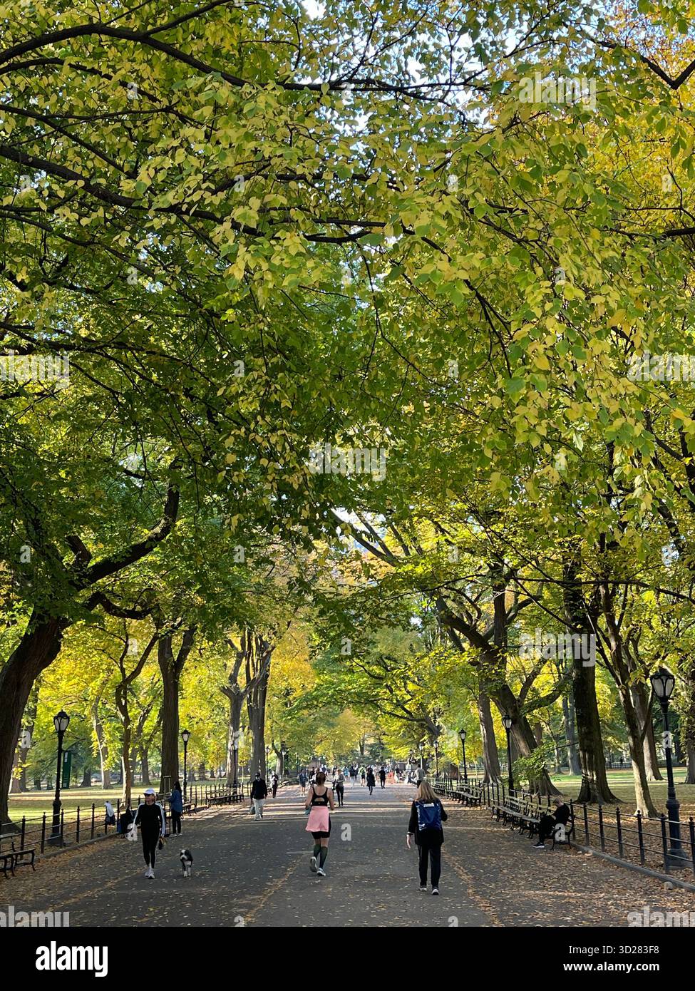 The Mall, Central Park NYC — a majestic promenade lined with trees, glowing with beauty through the changing seasons. - Smartphone Captured Stock Image