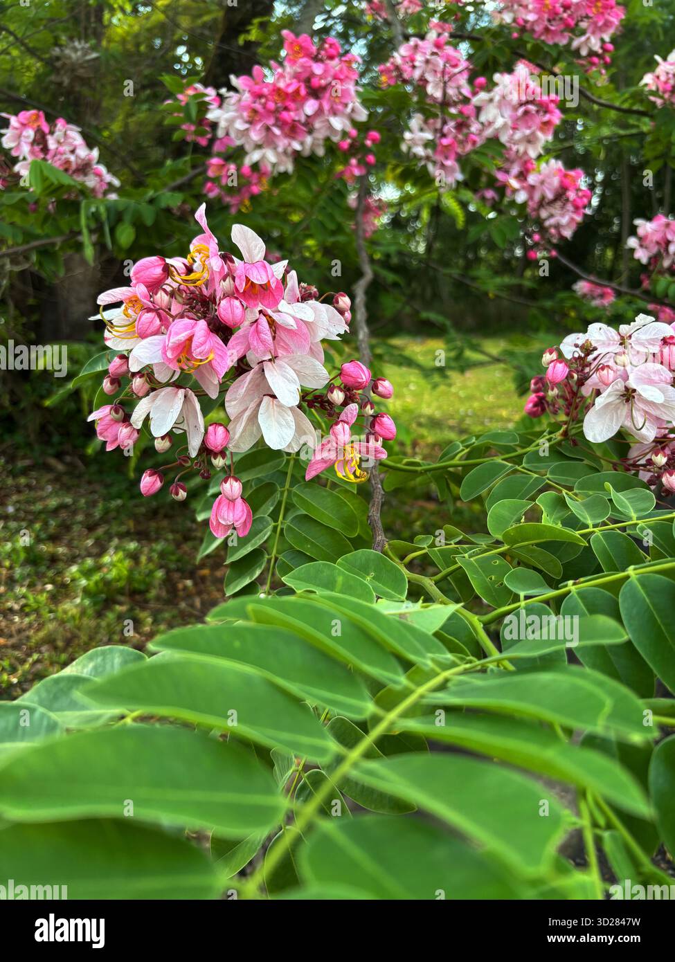 Flowering Pink shower tree (Cassia javanica (cf Cassia nodosa)) - Smartphone Captured Stock Image
