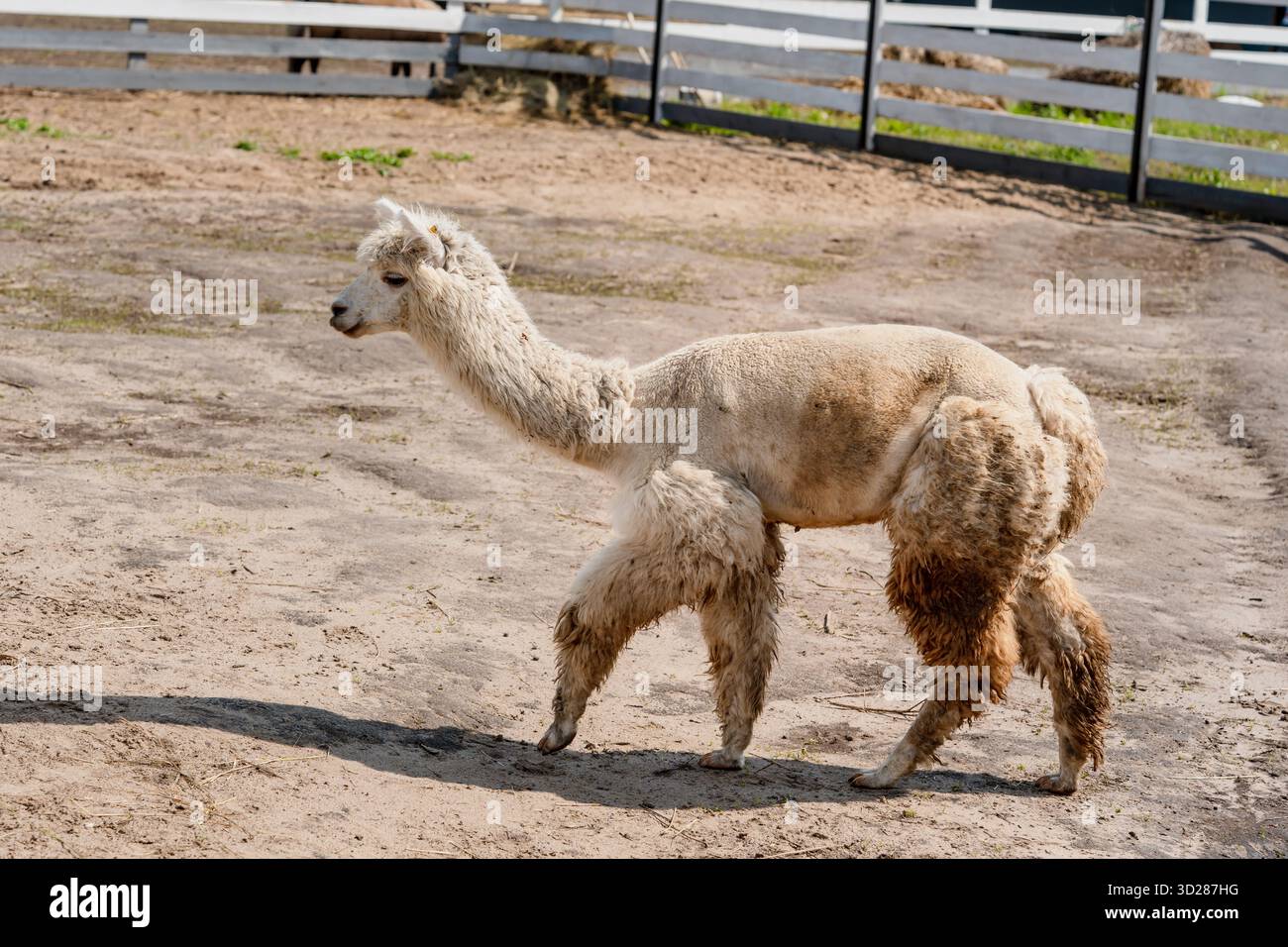 Fluffy alpacas in a pen on a farm in summer Stock Photo