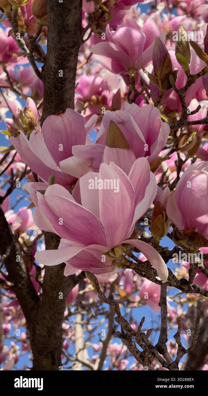Magnolia flowers blooming, pink and lilac magnolia tree in spring, close up of magnolia blossom in Greece. - Smartphone Captured Stock Image