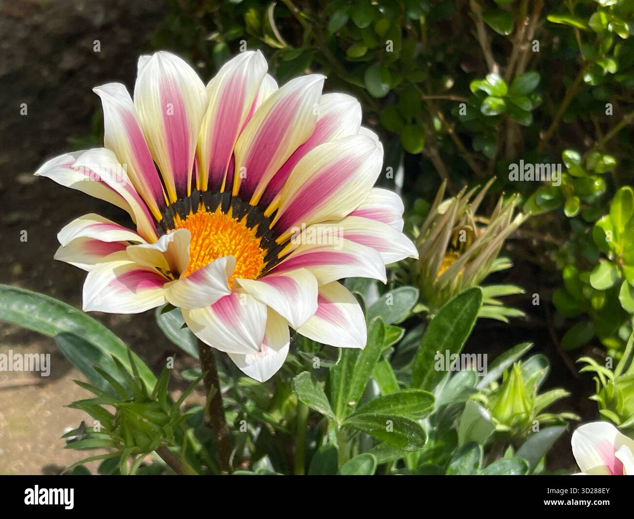 White and pink gazania flower macro, close up of blooming gazania in garden, spring flower in Greece - Smartphone Captured Stock Image