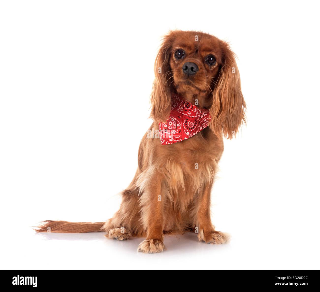 cavalier king charles in front of white background Stock Photo