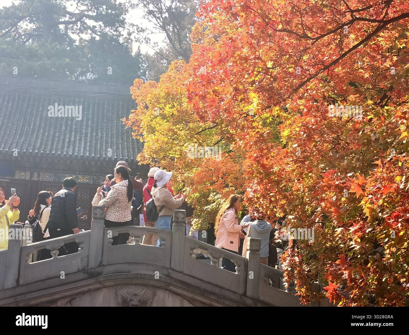 Maple leaves turn red at Xiangshan Park in Beijing, China, 28 October ...
