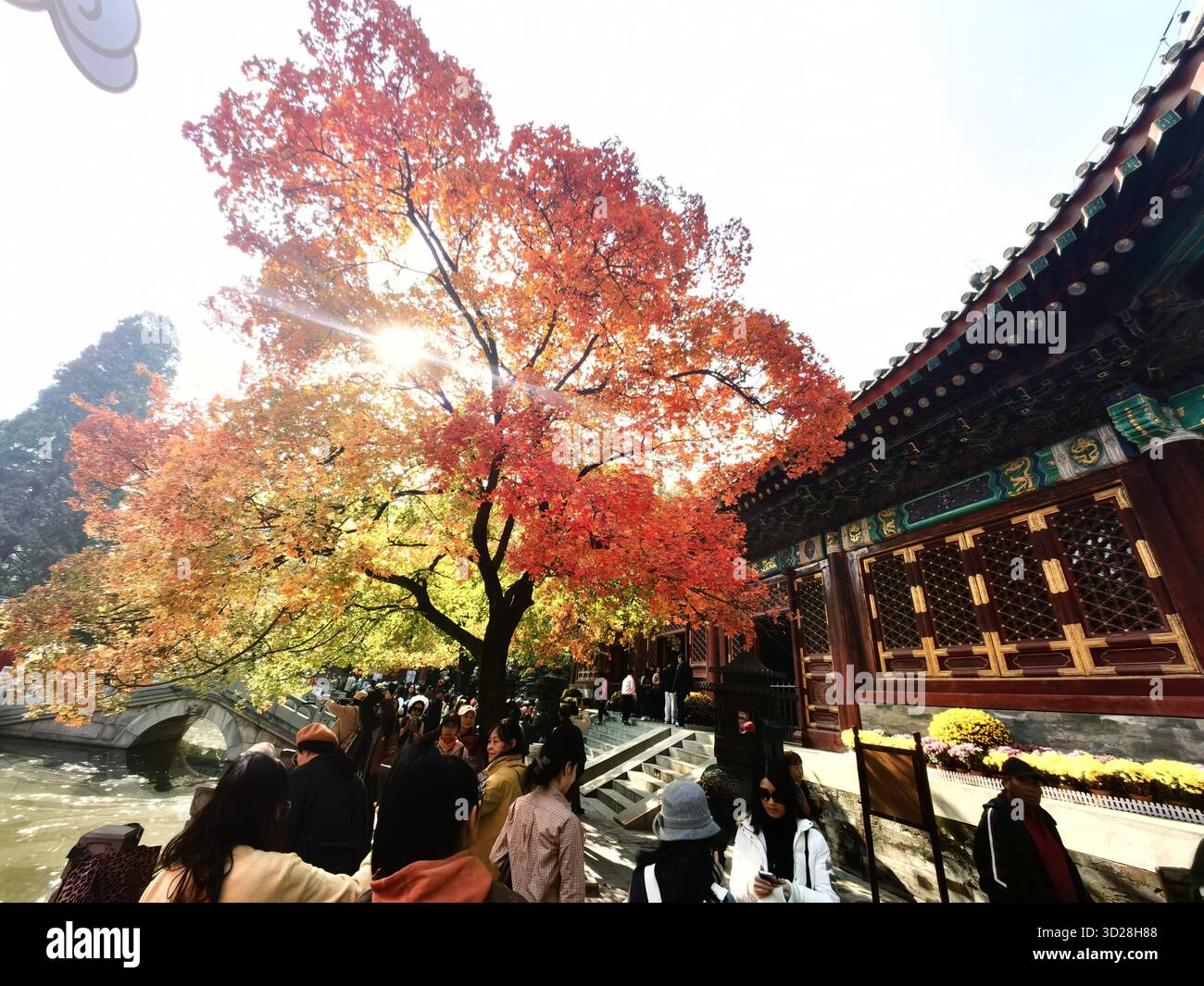 Maple leaves turn red at Xiangshan Park in Beijing, China, 28 October ...