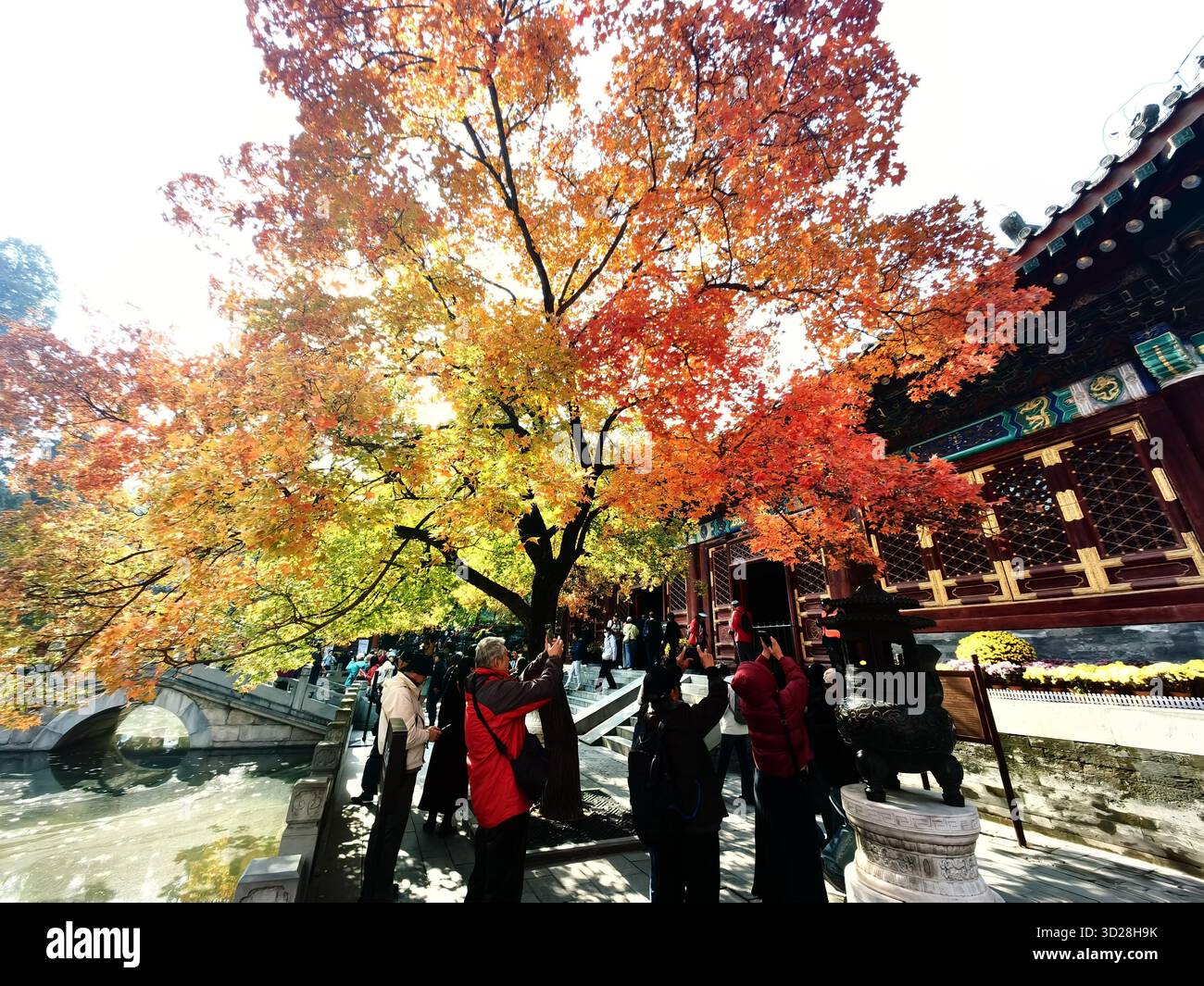 Maple leaves turn red at Xiangshan Park in Beijing, China, 28 October ...