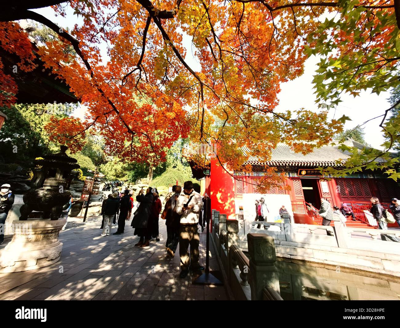 Maple leaves turn red at Xiangshan Park in Beijing, China, 28 October ...