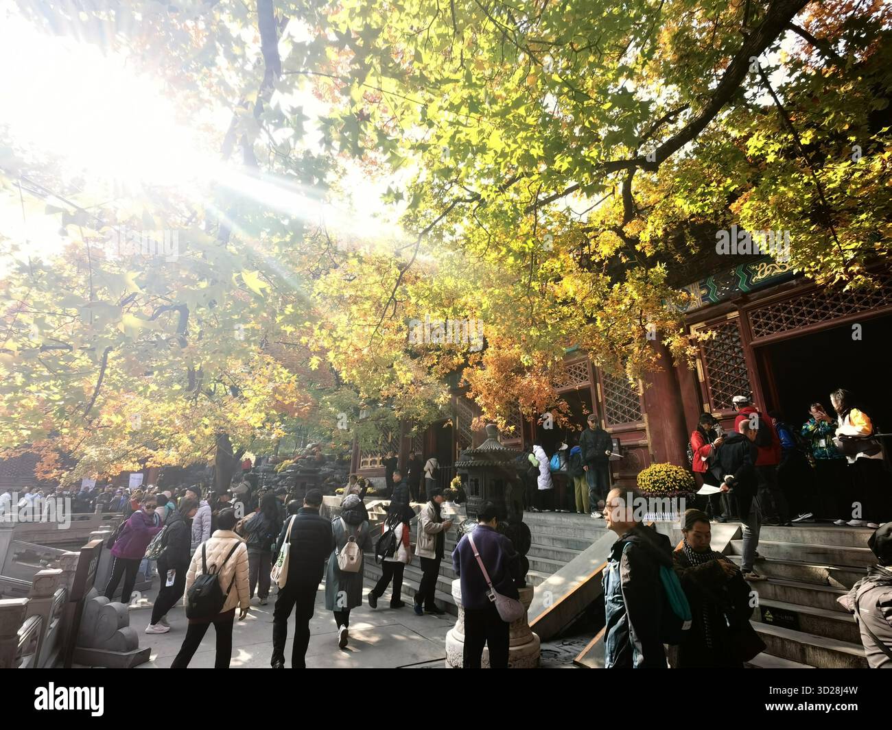 Maple leaves turn red at Xiangshan Park in Beijing, China, 28 October ...