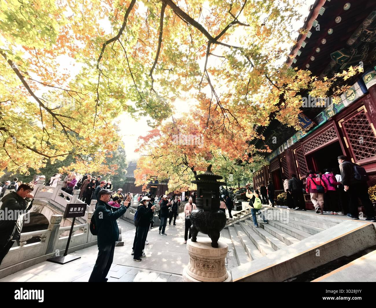 Maple leaves turn red at Xiangshan Park in Beijing, China, 28 October ...